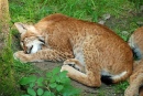 Sleeping Lynxes