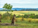 The Thinking Kangaroo, Great Ocean Road