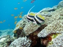 Scuba Diving in New Caledonia