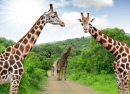 Giraffes in Kruger Park, South Africa