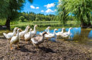 White Geese by a Pond