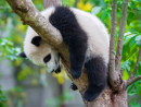 Lazy Panda