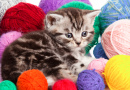 Kitten with Balls of Yarn