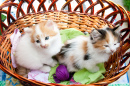 Three-Colored Kittens in the Basket