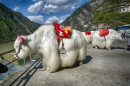 White Yaks in Szechuan, China
