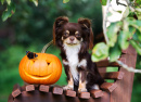 Chihuahua with a Carved Pumpkin