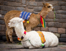 Llamas and Alpacas in Cusco, Peru